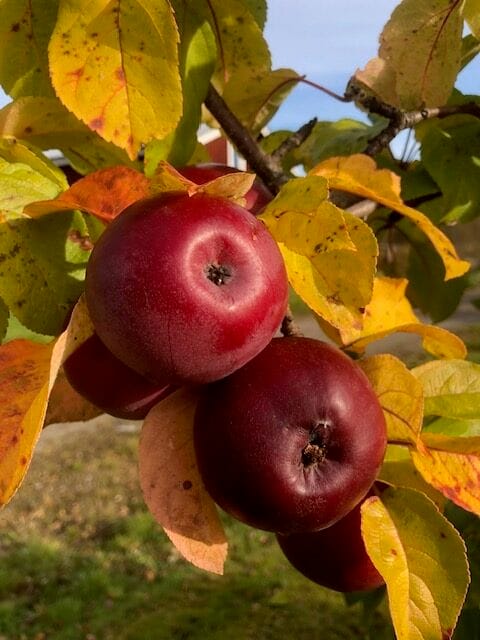 H&ouml;st. &Auml;pplen p&aring; h&ouml;sten. 